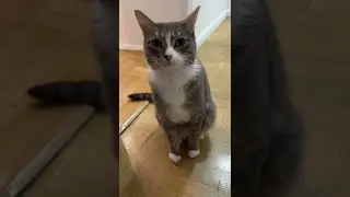 look the lazy cat new way to lie down!