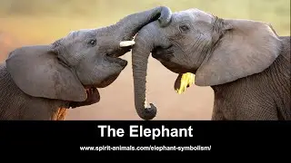 The Elephant