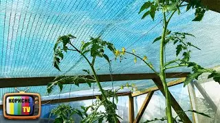Томати вперлися в стелю теплиці! Ділюся секретом як формувати далі і прискорити врожай