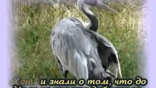ЖУРАВЛИ  (Христианские  караоке)