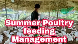 Summer time poultry feeding Management