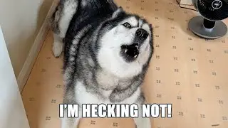 Talking Husky Offended By My Nickname For Him!