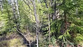 Через четыре года нашёл пару.