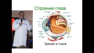 The structure of the human eye.