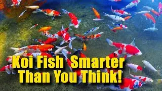 Koi Fish  Smarter Than You Think!