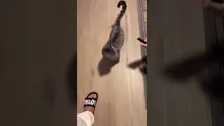 Реакция кота на расчёску 😅😂🤣