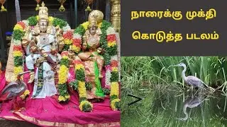 நாரைக்கு முக்தி கொடுத்த படலம் | Thiruvilaiydal Puranam | Rightu Vidu