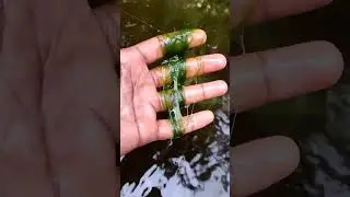 Algae in fish tank 🐠🐠🥴 #guppy