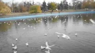 Гуси-Лебеди