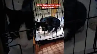 Не смогли пройти мимо беременной кошки,которой вот вот рожать #бездомныеживотные #cat