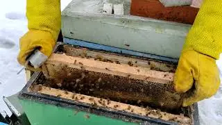 Февраль. Пчёлы гибнут от голода 