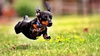The fastest dachshund in the world. Dachshund super speed
