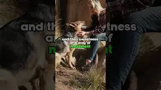 Top 3 hardest working dog breeds 
