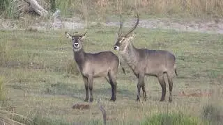 WATERBUCK MATING IS QUITE DIFFICULT (ANIMALS MATING)