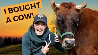 I BOUGHT A COW! // Homesteading