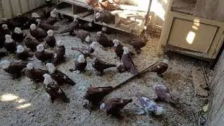 Сельские голуби. 26 10 2021г Туркменский район в гостях у Марата.Заводчика благодарненских .