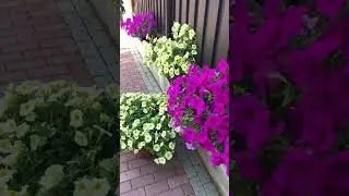 Как кормить петунию в течении сезона: 2 схемы подкормки