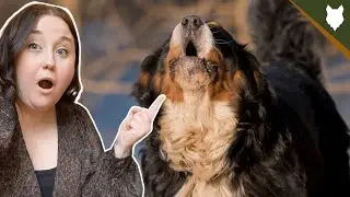 DO BERNESE MOUNTAIN DOG BARK ALOT?