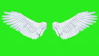 Wings    | Green Screen: Chroma Key Full 1080p HD