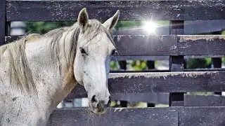 Equine Advocates: Yesterday, Today & Tomorrow