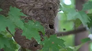 Destroying a bald-faced hornets nest with water