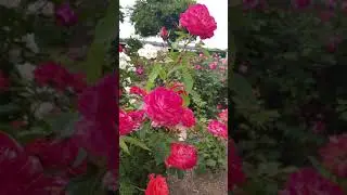 Розы Kордес июль 2019. часть первая