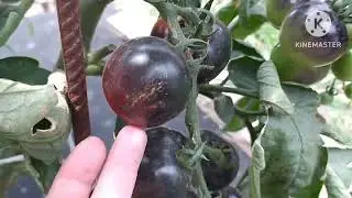 Томаты Черная гроздь