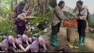 Poor Single Mother Walks 9km into Forest to Pick Wild Banana Berries – What Happens Next?