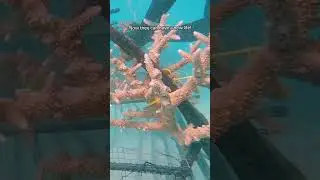 I built an electric coral reef