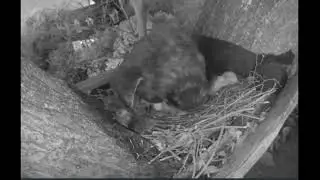 Ennis Great Horned Owlet 3rd Egg Pip