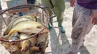 Katta sazan baliqlar #sazan #sazanovi #рыба #рыбалка #baliqovi #fishing #baliq #fish #carpfishing