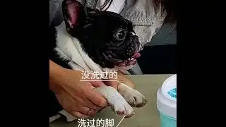 Silikon Jel Fırçalı Kedi Köpek Pati Ayak Yıkama Temizleme Kovası (Büyük)