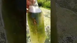 Зелёные удобрения