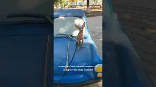 Почему собаки делают это? 