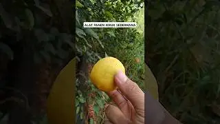Alat sederhana untk ambil jeruk.. #shortsvideo #trendingshorts #fypシ゚viral #fypp