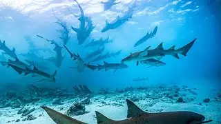 I was attacked by reef sharks in the Maldives. How to behave if you encounter a shark.