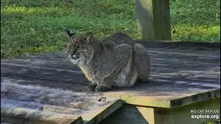 Good morning Mr. Frankie bobcat at Big Cat Rescue.