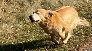 Fast dog!⚡️💨