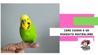 Como cuidar un periquito australiano.