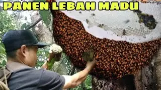 Panen Lebah madu hutan yang induknya super galak