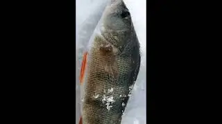 Глухозимье. Смена погоды, а мы продолжаем ловить окуней.