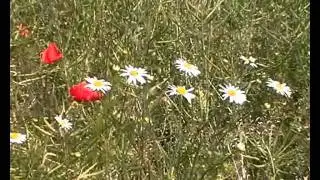 Sommersonntag in Wien