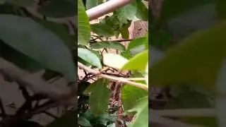 Home grown fruits