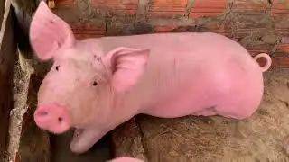 Pity the animals so hot  Makes animals difficult to live Too hot🥵🥵🥵🐷🐷🐷