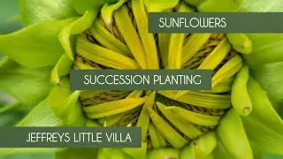 Sunflower Succession Planting / Seeds