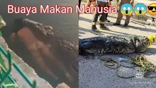 Buaya  berenang di danau dengan tubuh pria di mulutnya!