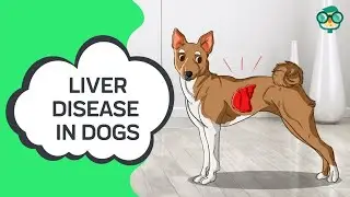 How to Treat Liver Disease in Dogs? How to Cure Liver Disease in Dogs Naturally? Dog Liver Disease