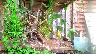 aviary mini keren