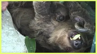 Species Spotlight: Two-Toed Sloth