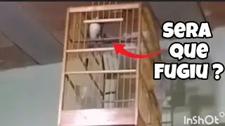 COLEIRO INTELIGENTE ! OLHA OQUE ESSE  COLEIRO  FEZ!!!!! #coleiro #coleirobaiano #birds